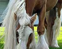 future-herd-sire-gypsy-vanner-horse