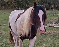 competitive-gypsy-vanner-horse