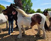 niko-gypsy-vanner-horse