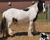 in-michigan-horse