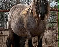 blue-roan-roan-gypsy-vanner-mare