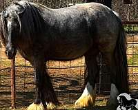 blue-roan-roan-gypsy-vanner-stallion