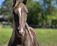 star-stripe-snip-3-stockings-silver-mane-tail