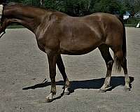 liver-chestnut-star-stripe-snip-3-stockings-silver-mane-tail-horse
