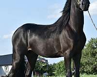 black-kmsha-rmha-stallion