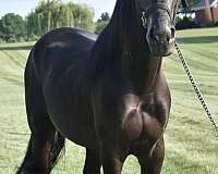 black-kmsha-rmha-gelding
