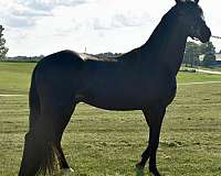 black-kmsha-rmha-colt