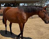 proven-producer-warmblood-horse