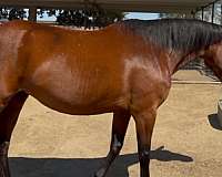 sport-prospect-warmblood-horse