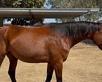 age-broodmare