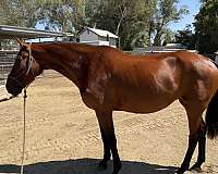 versatility-warmblood-horse