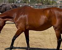 bloodlines-broodmare