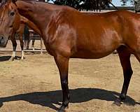 breeding-program-broodmare