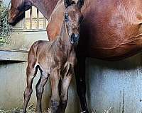 broodmare-prospect