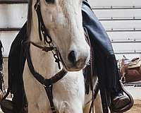 mustang-mare