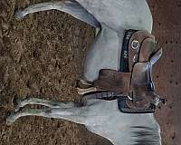 mustang-pony-for-sale
