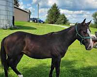 all-around-paint-horse