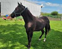 just-wormed-paint-horse