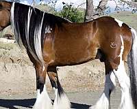 no-previous-injuries-gypsy-vanner-horse