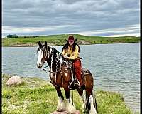 shod-gypsy-vanner-horse