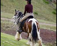 barbie-gelding