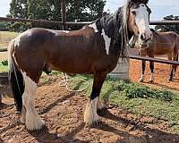 around-gypsy-vanner-horse