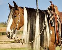 attention-gypsy-vanner-horse