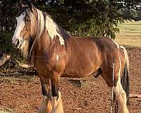 barbie-gypsy-vanner-horse