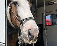 barefoot-gypsy-vanner-horse