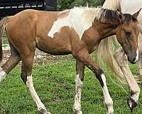 dun-bashkir-curly-filly