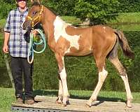 dun-icho-filly