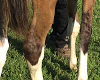 dun-icho-horse