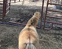 miniature-horse-for-sale