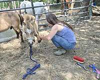 miniature-horse
