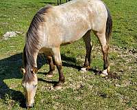 appaloosa-mare