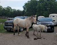 appaloosa-horse-for-sale
