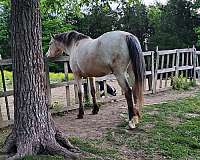 appaloosa-horse