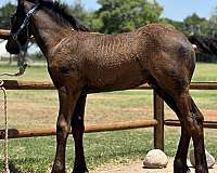 friesian-horse-for-sale
