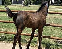 friesian-colt