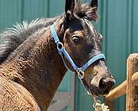 friesian-percheron-colt