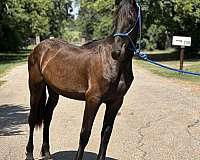 friesian-filly