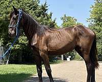 friesian-horse