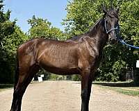 friesian-horse-for-sale