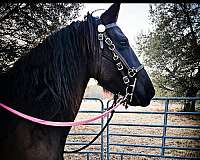 black-draft-flashy-horse