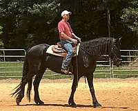 draft-flashy-friesian-horse