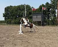 warmblood-horse
