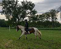 warmblood-horse-for-sale