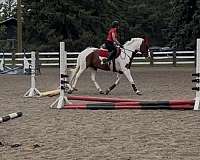 cross-sport-horse