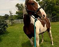 gelding