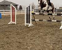 casper-warmblood-horse